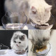 Двойна купа за храна на котки - 4
