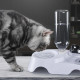 Диспенсър за вода за котки + купичка за храна - 2