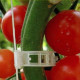 Клипс за поддържане на домати и растения - комплект 50 броя
