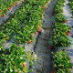 Стойка за ягоди - против вредители и гниене на ягодите