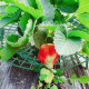 Стойка за ягоди - против вредители и гниене на ягодите